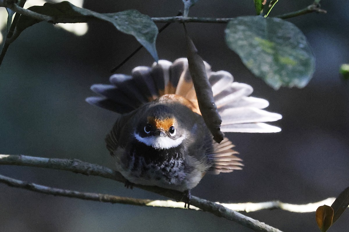Australian Rufous Fantail - ML647562362