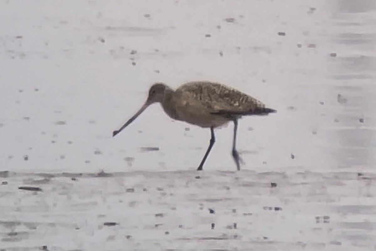 Marbled Godwit - ML647562364