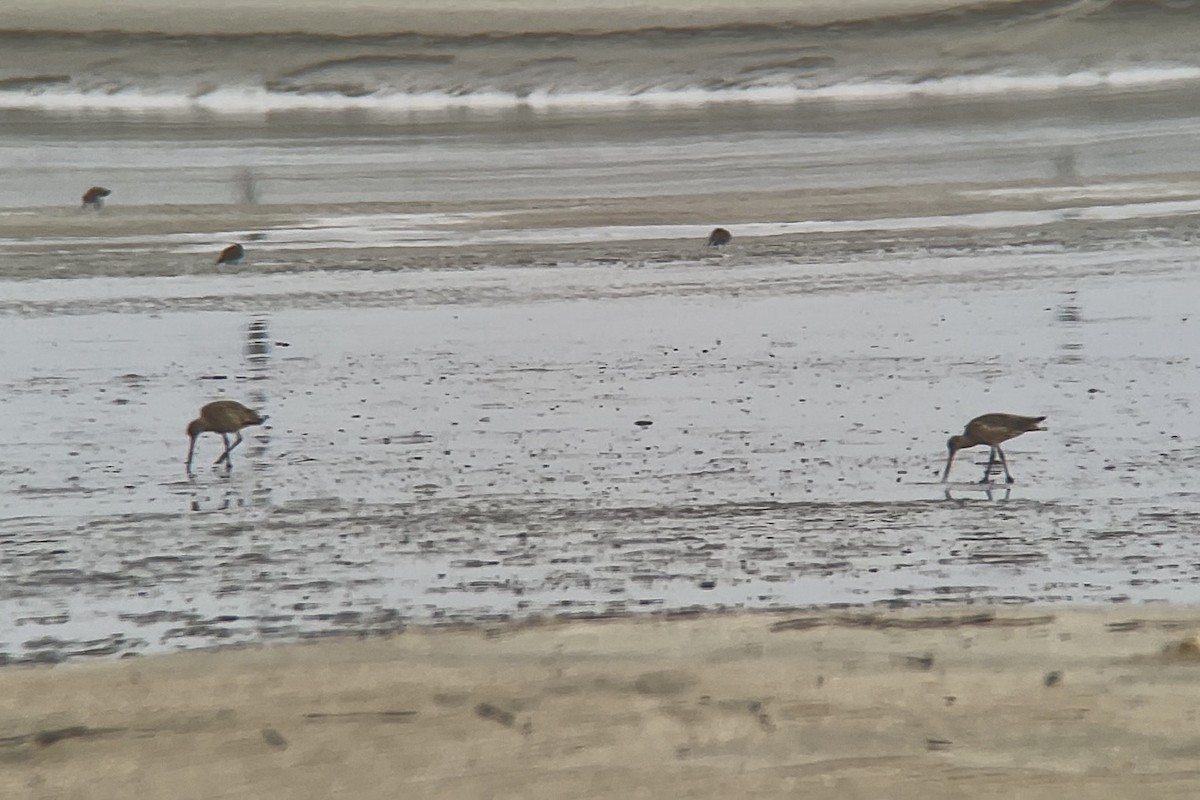 Marbled Godwit - ML647562369