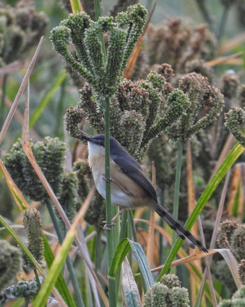 Prinia Cenicienta - ML647562382