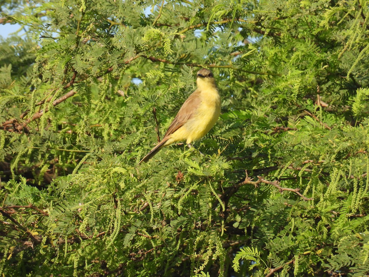 Picabuey - ML647562387