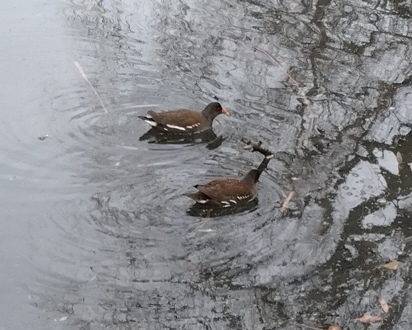 Gallineta Común - ML647562388