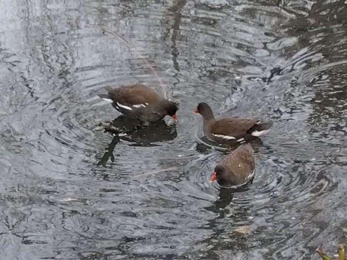 Gallineta Común - ML647562389