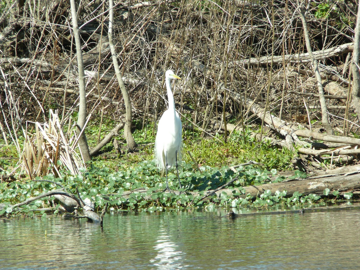 Garceta Grande - ML647562390