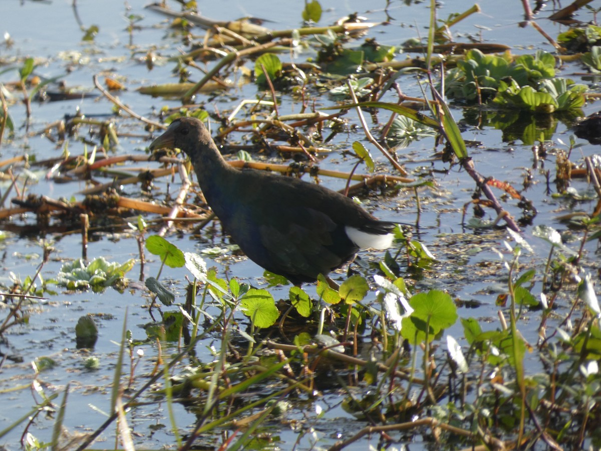 Calamoncillo Americano - ML647562391