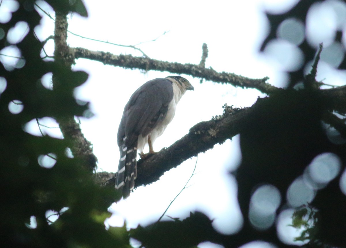 Halcón Montés Collarejo - ML647562392