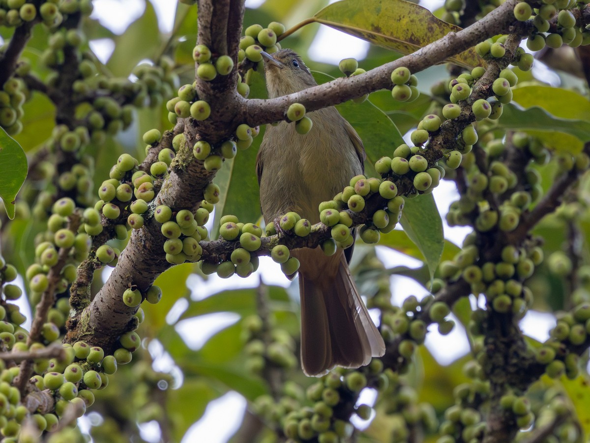 Bulbul Verdoso (cinnamomeoventris) - ML647562394
