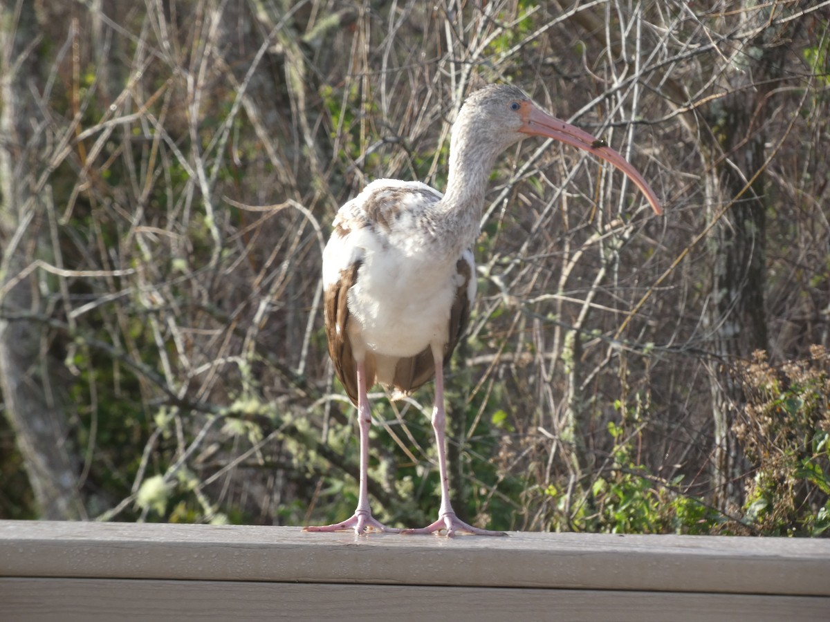 Corocoro Blanco - ML647562396