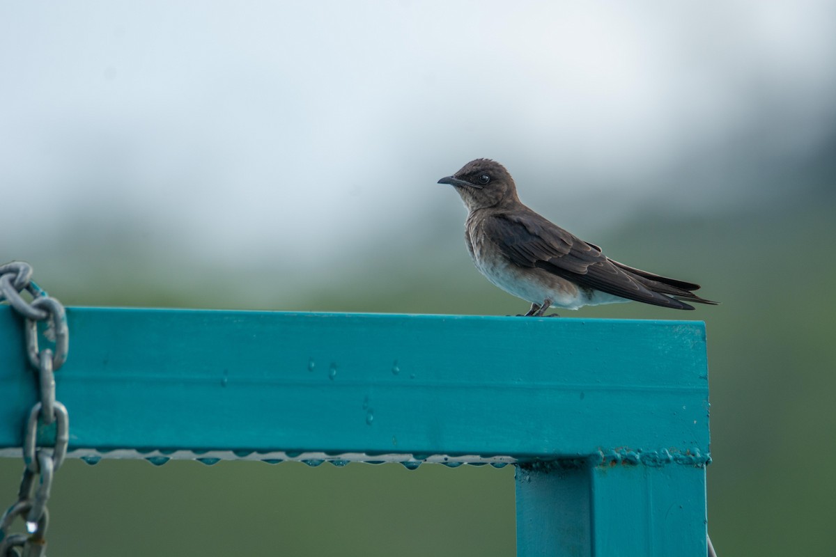 Golondrina Aserrada - ML647562398