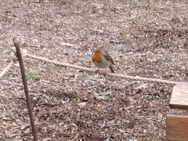 Petirrojo Europeo - ML647562399