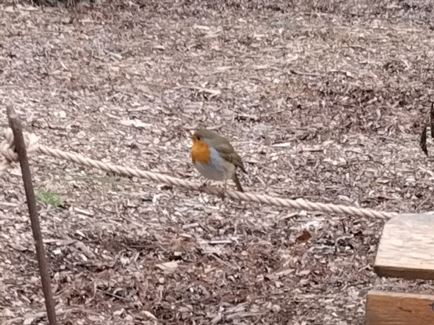 Petirrojo Europeo - ML647562400