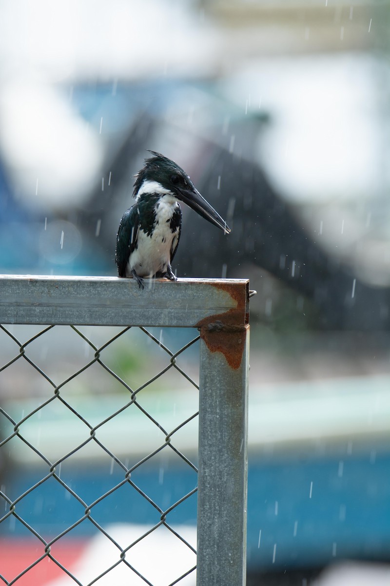 Martín Pescador Amazónico - ML647562401