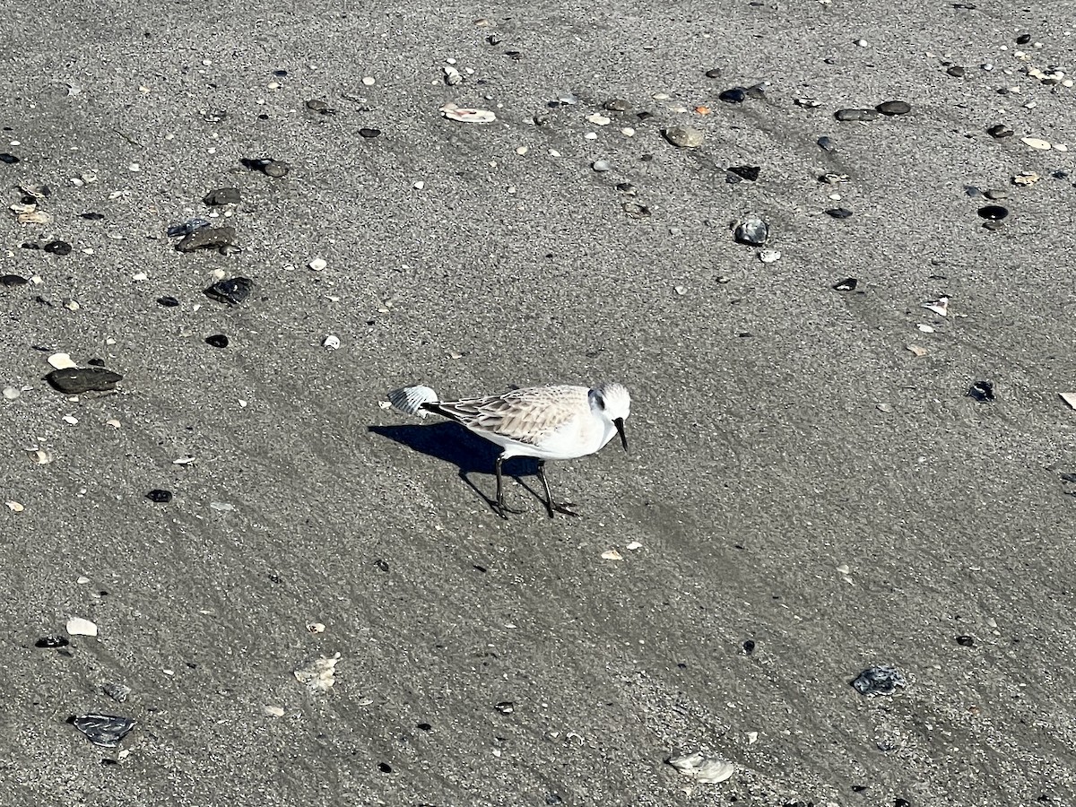 Correlimos Tridáctilo - ML647562403