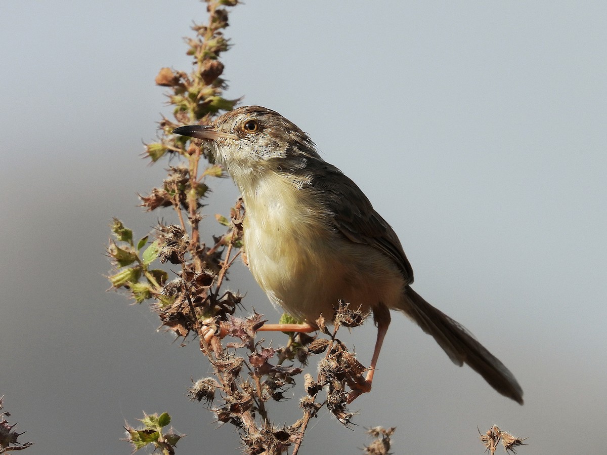 Prinia Sencilla - ML647562404