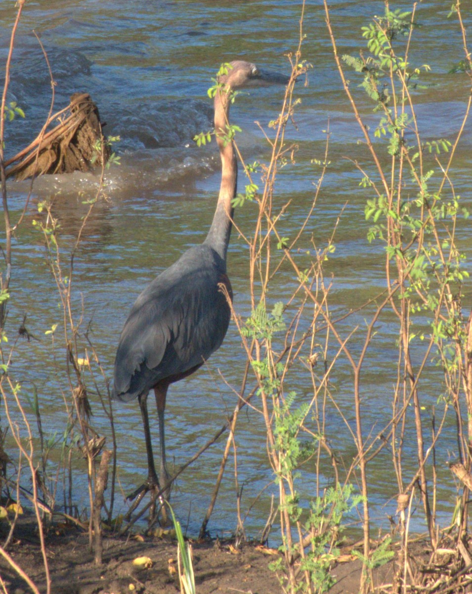 Garza Goliat - ML647562407