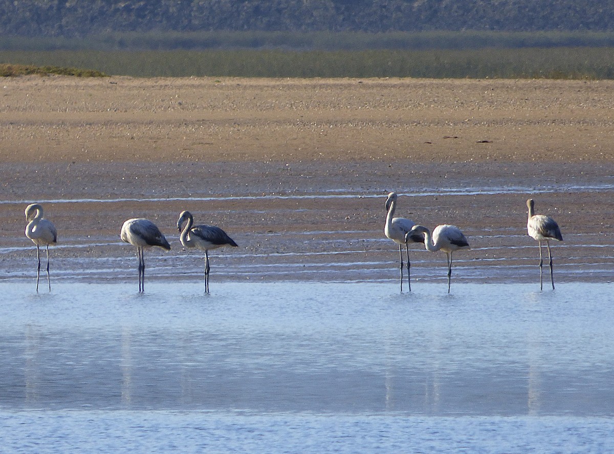 Flamenco Común - ML647562410