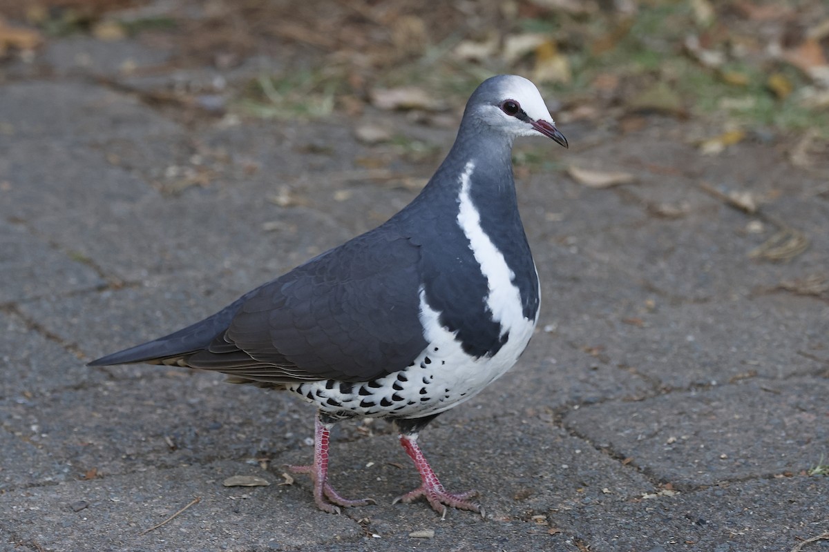 Paloma Wonga - ML647562411