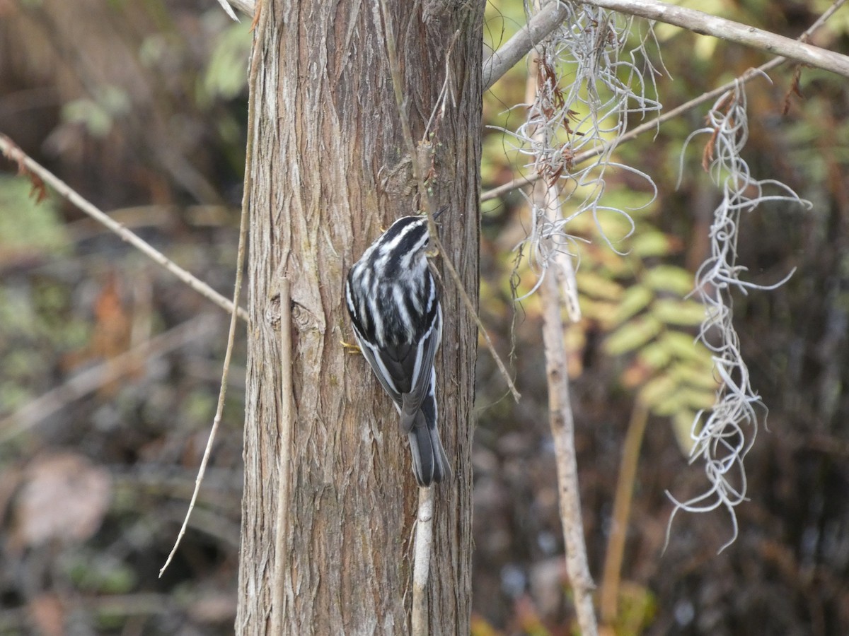Reinita Trepadora - ML647562414