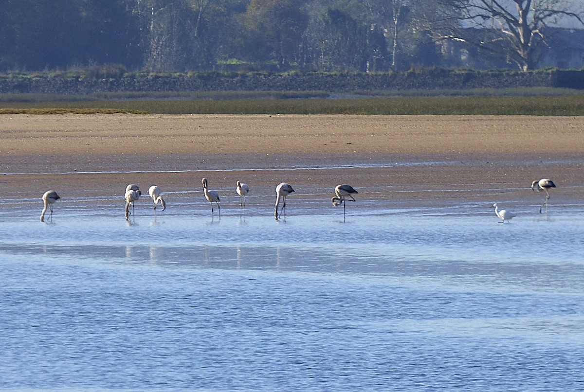 Flamenco Común - ML647562417