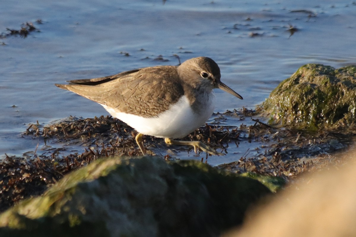Andarríos Chico - ML647562418