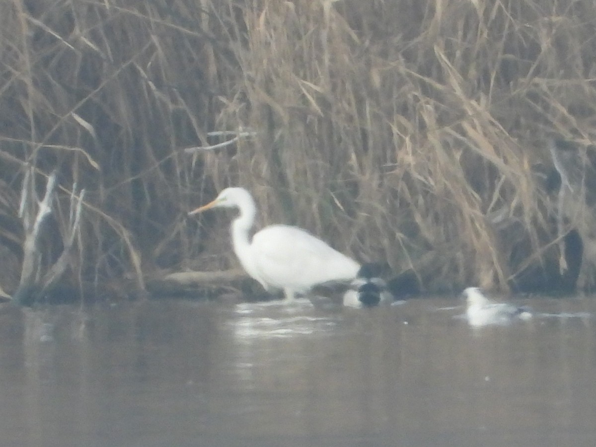 Garceta Grande - ML647562420