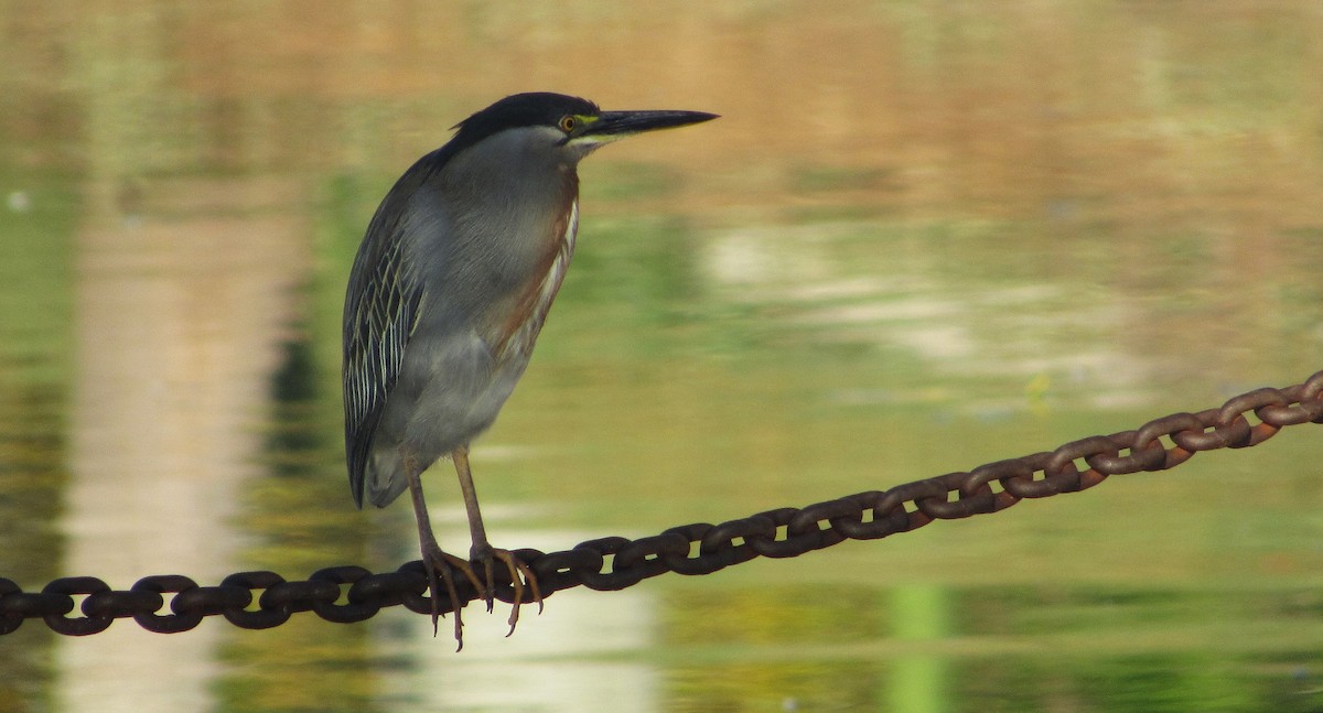 Garcilla Azulada - ML647562423