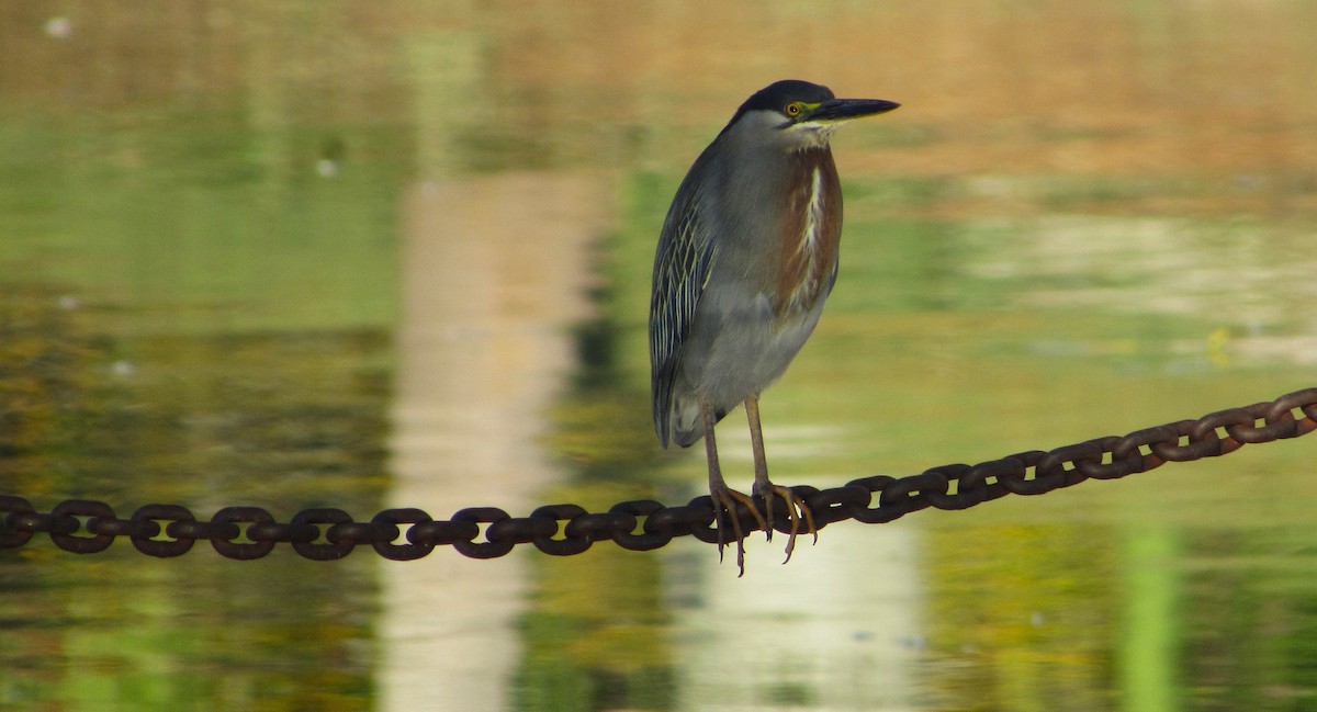 Garcilla Azulada - ML647562424