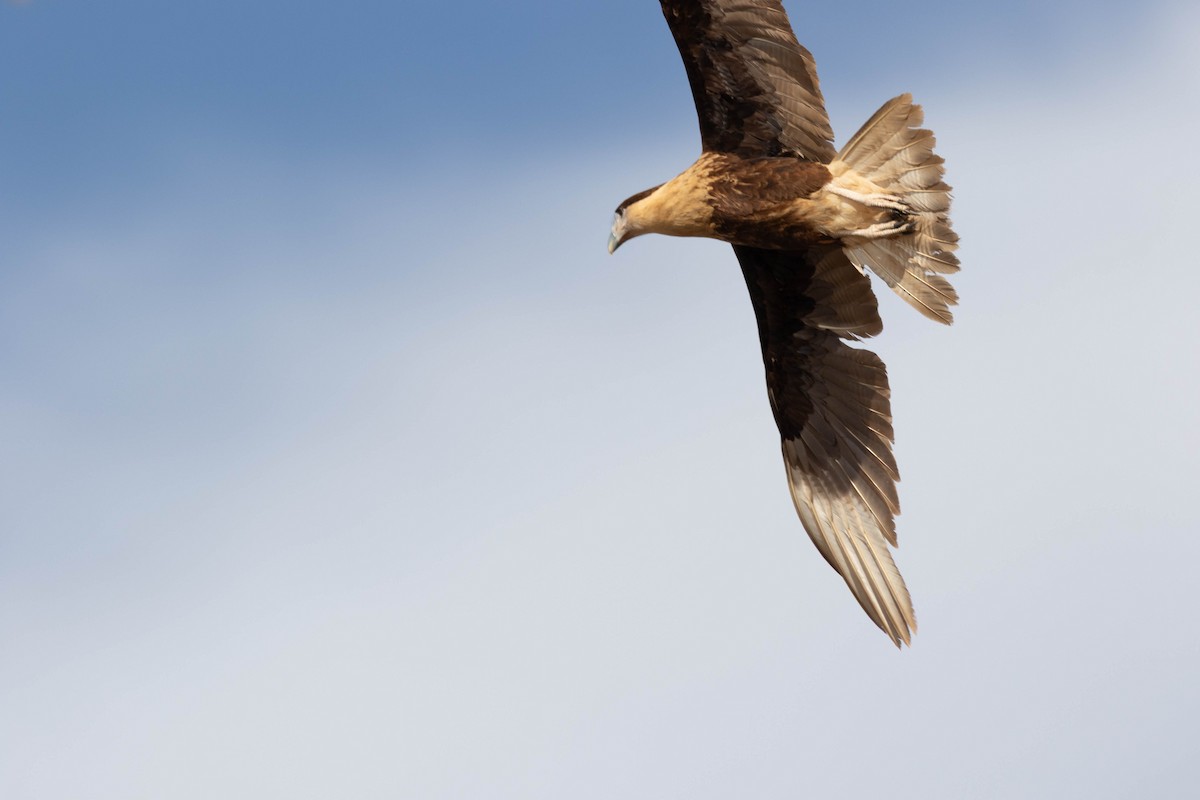 Caracara Carancho - ML647562426