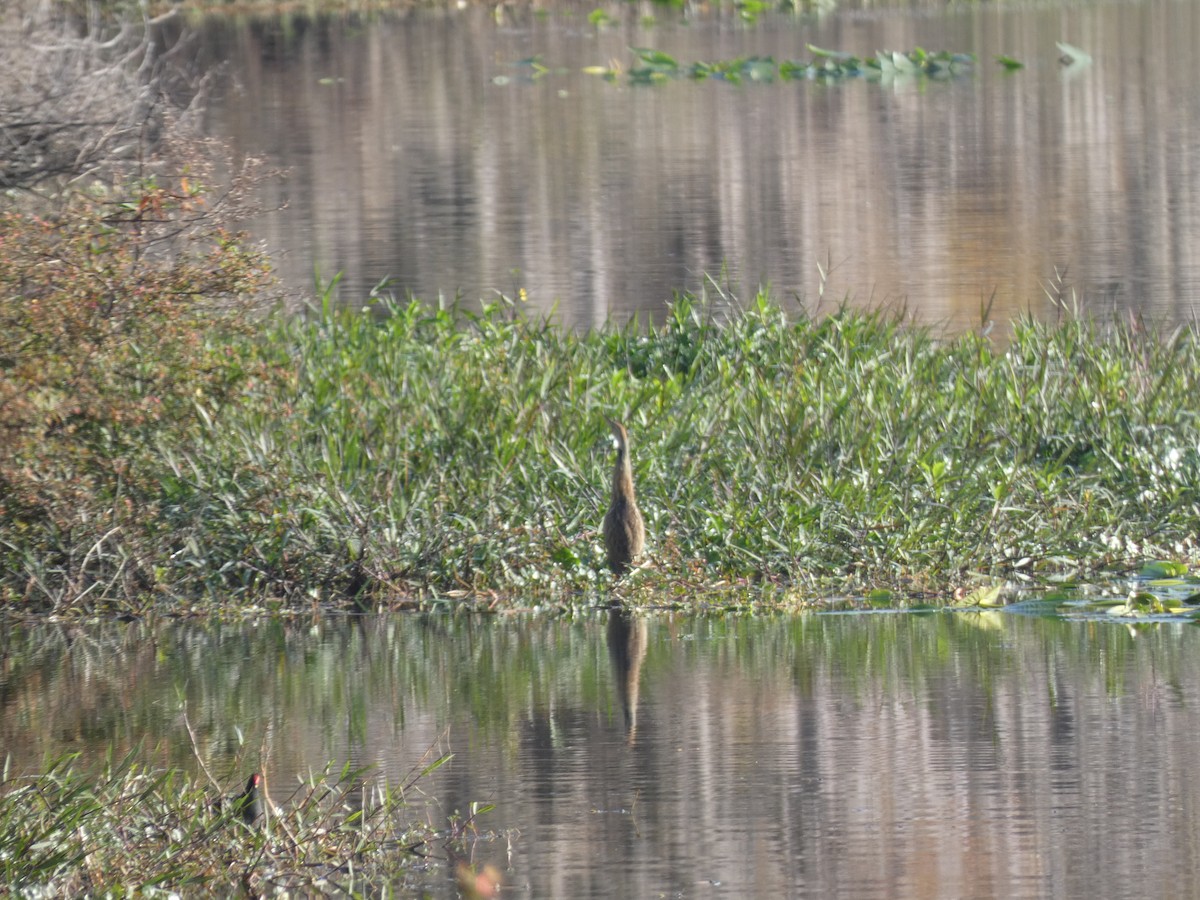 American Bittern - ML647562444