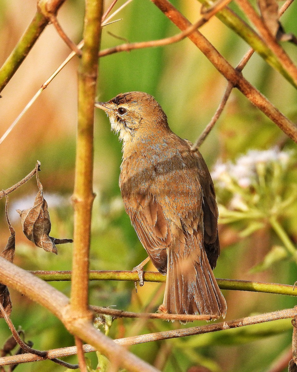 Clamorous Reed Warbler - ML647562452