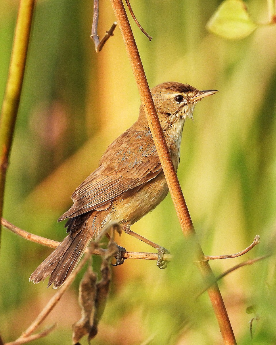Clamorous Reed Warbler - ML647562453