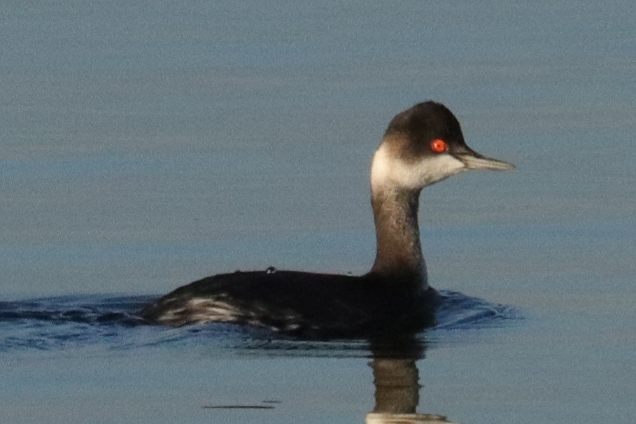 potápka černokrká - ML647562454