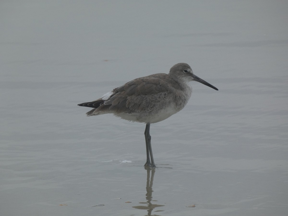 Коловодник американський - ML647562468