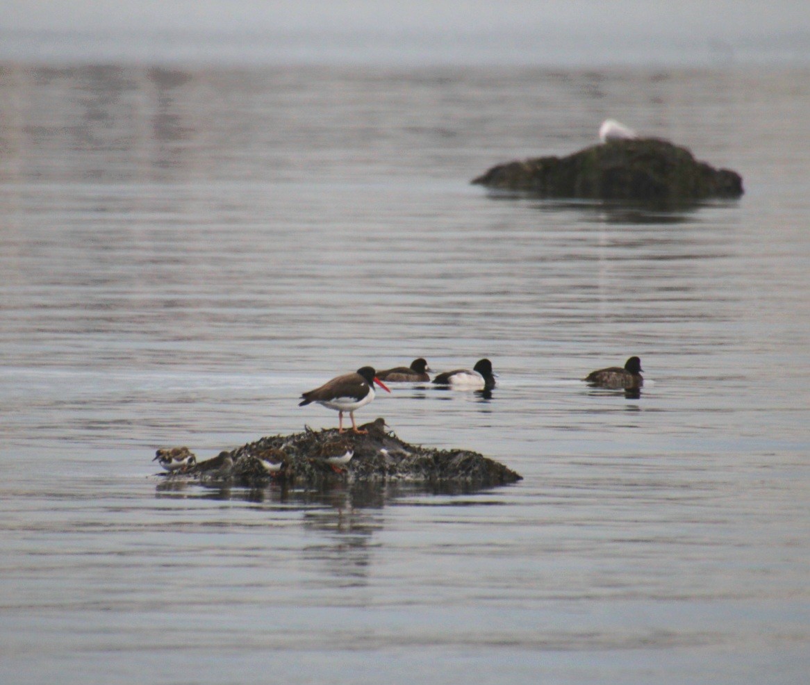 Кулик-сорока американський - ML647562469