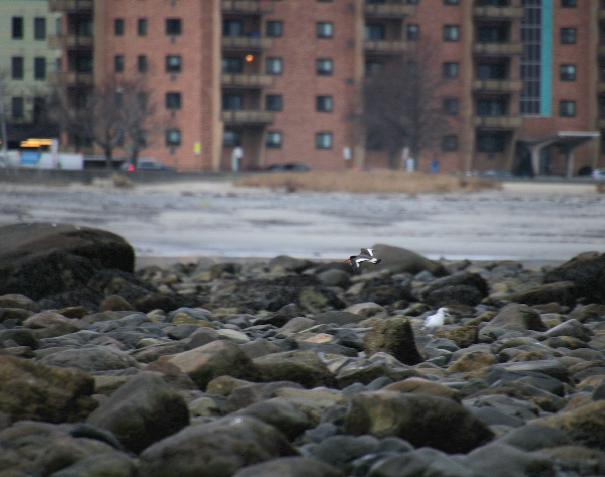 Кулик-сорока американський - ML647562472