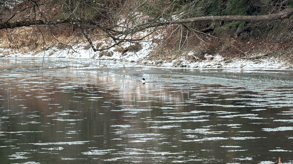 Крех великий (підвид americanus) - ML647562474