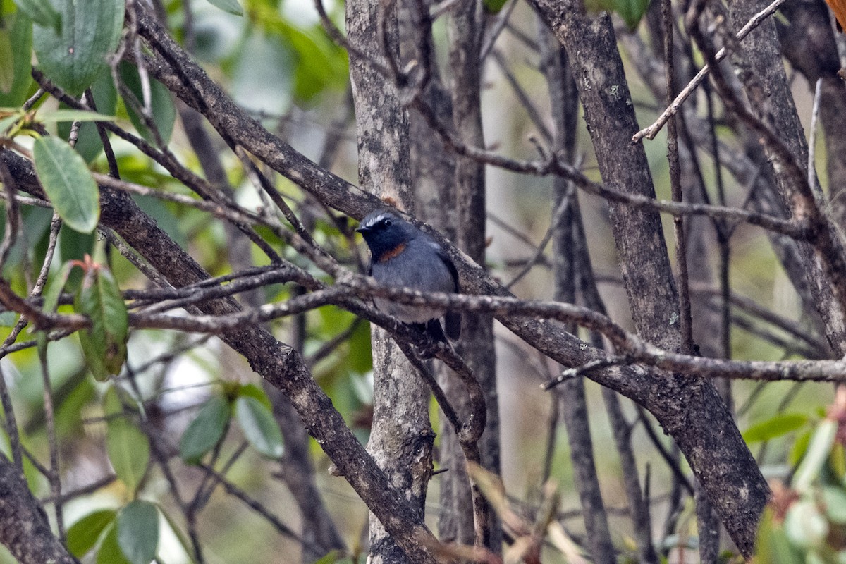 Мухоловка сірощока - ML647562476