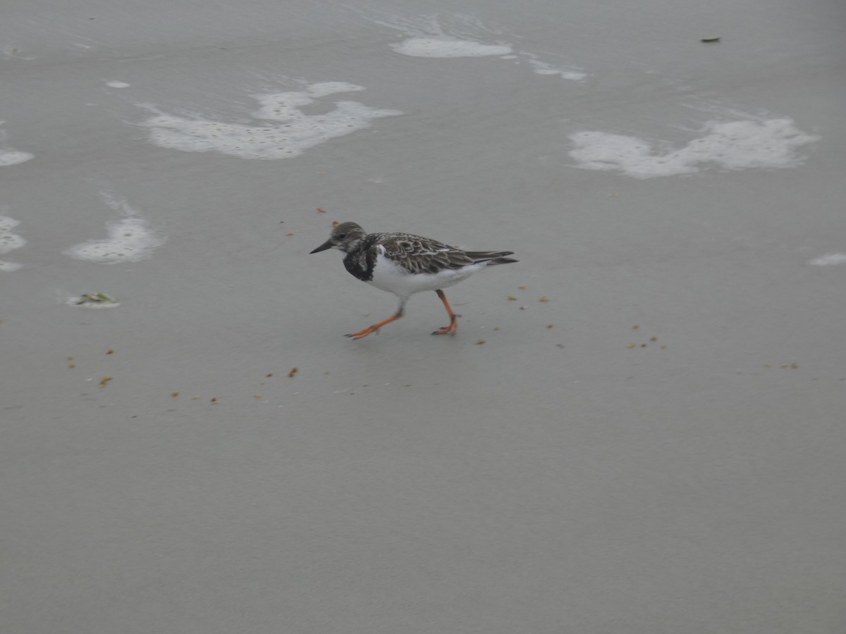 Крем'яшник звичайний - ML647562477