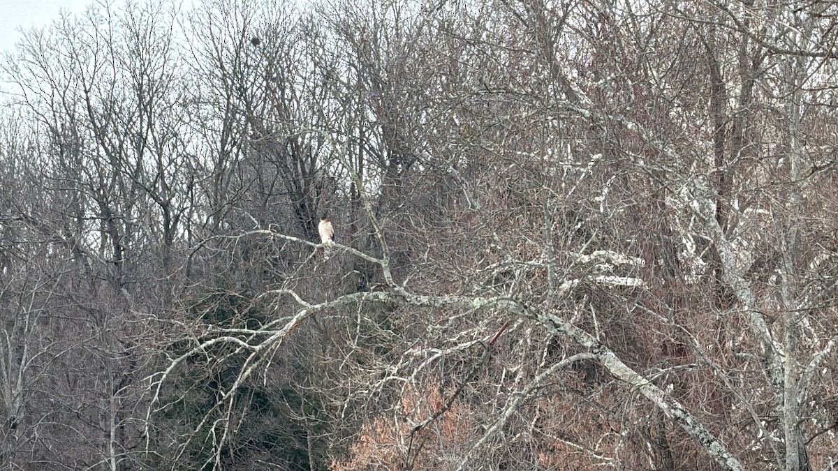 Яструб чорноголовий - ML647562478