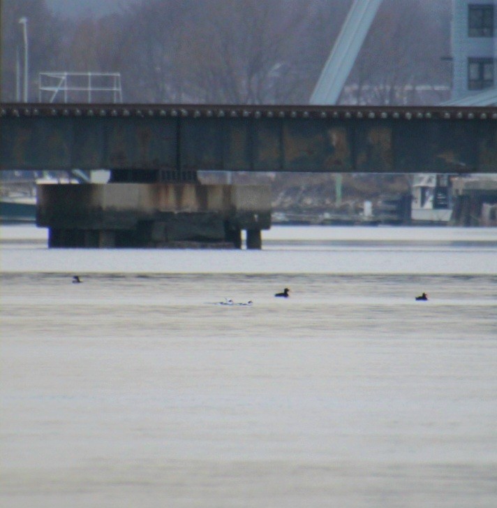 Морянка - ML647562479