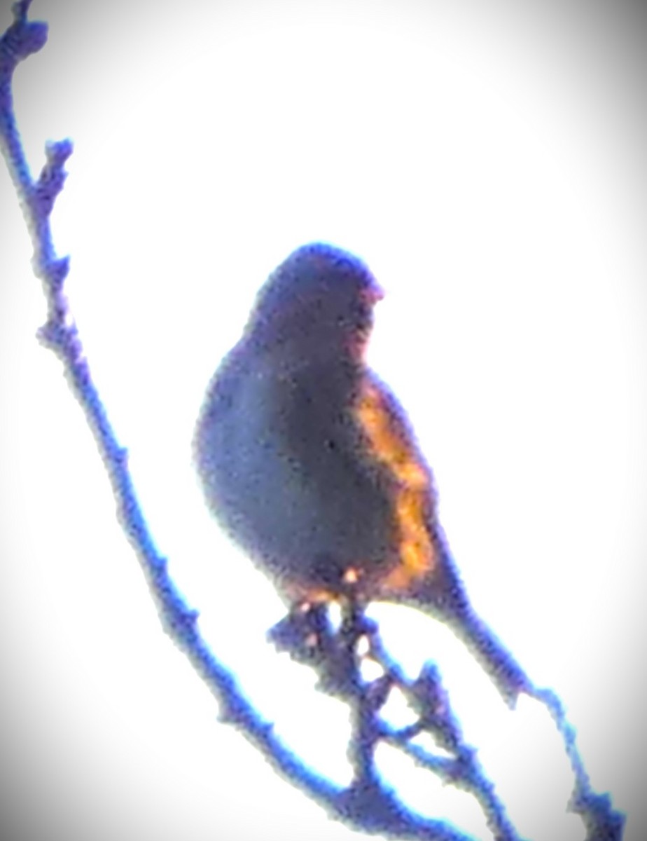 Чечітка звичайна - ML647562480