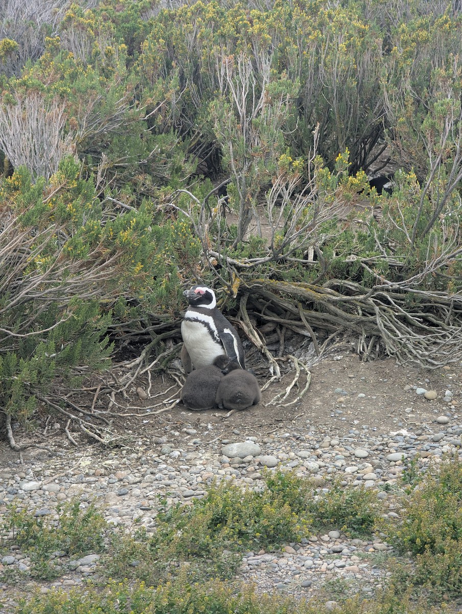 Пінгвін магеланський - ML647562481