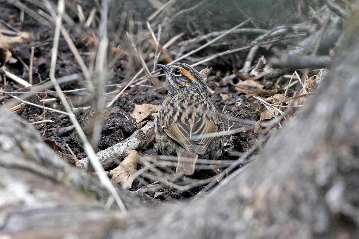 Тинівка рудоброва - ML647562482