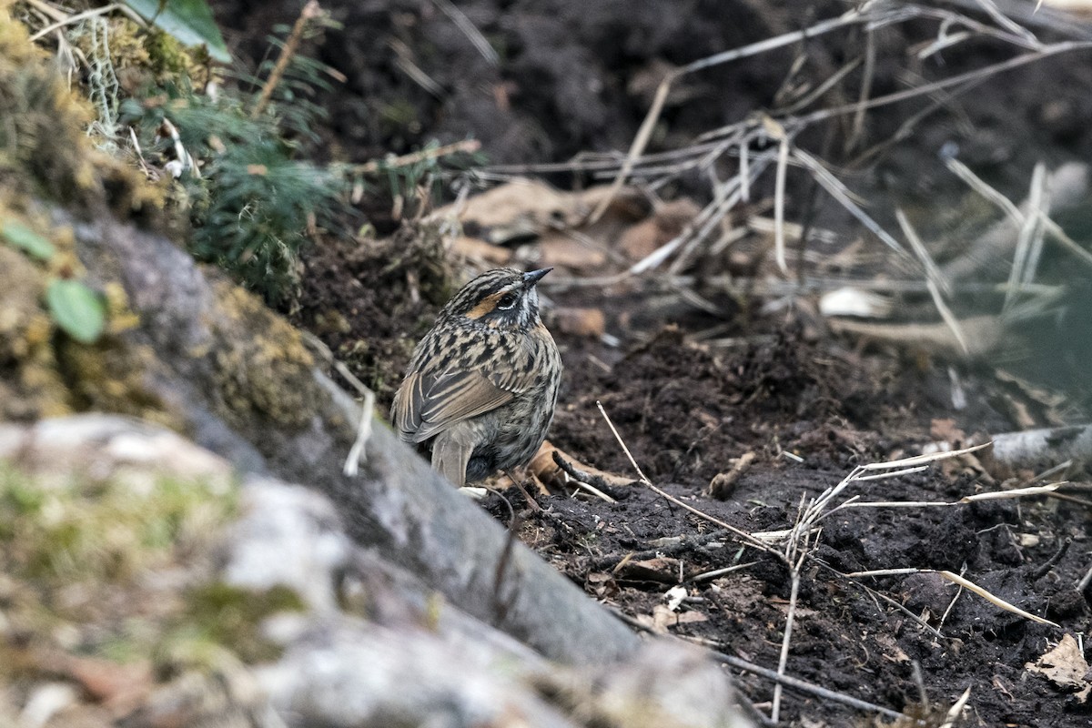 Тинівка рудоброва - ML647562483