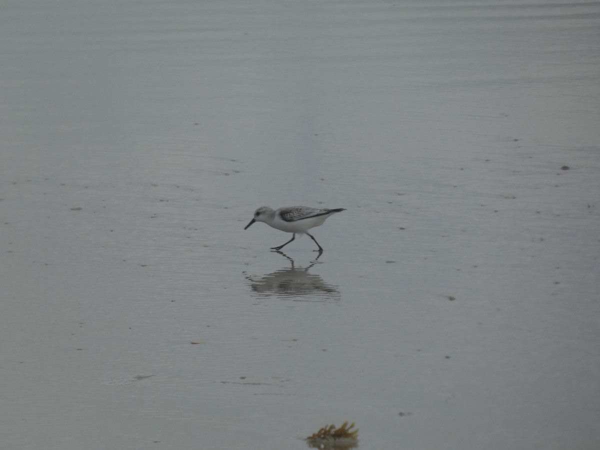 Побережник білий - ML647562484