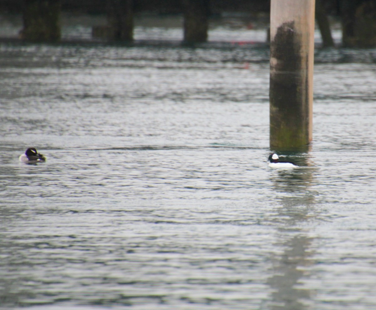 Гоголь малий - ML647562493