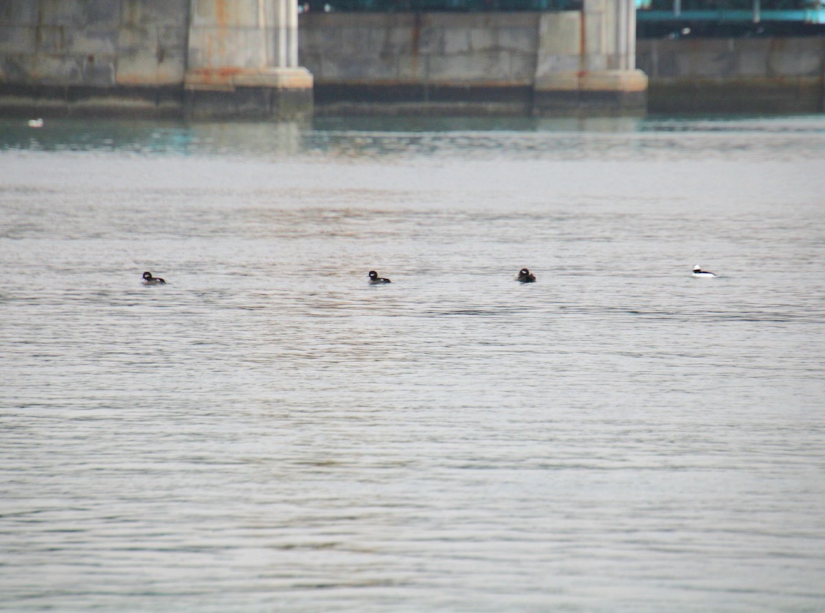 Гоголь малий - ML647562494