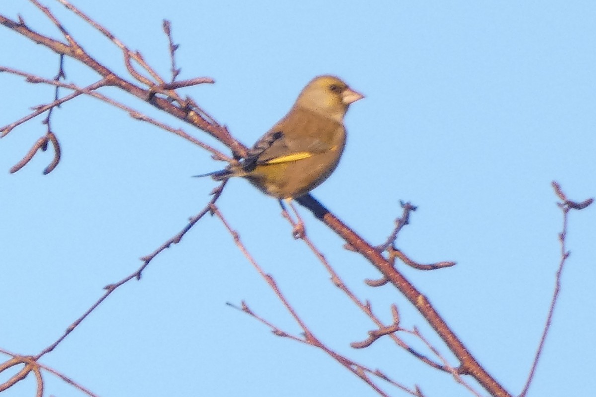 Зеленяк звичайний - ML647562495