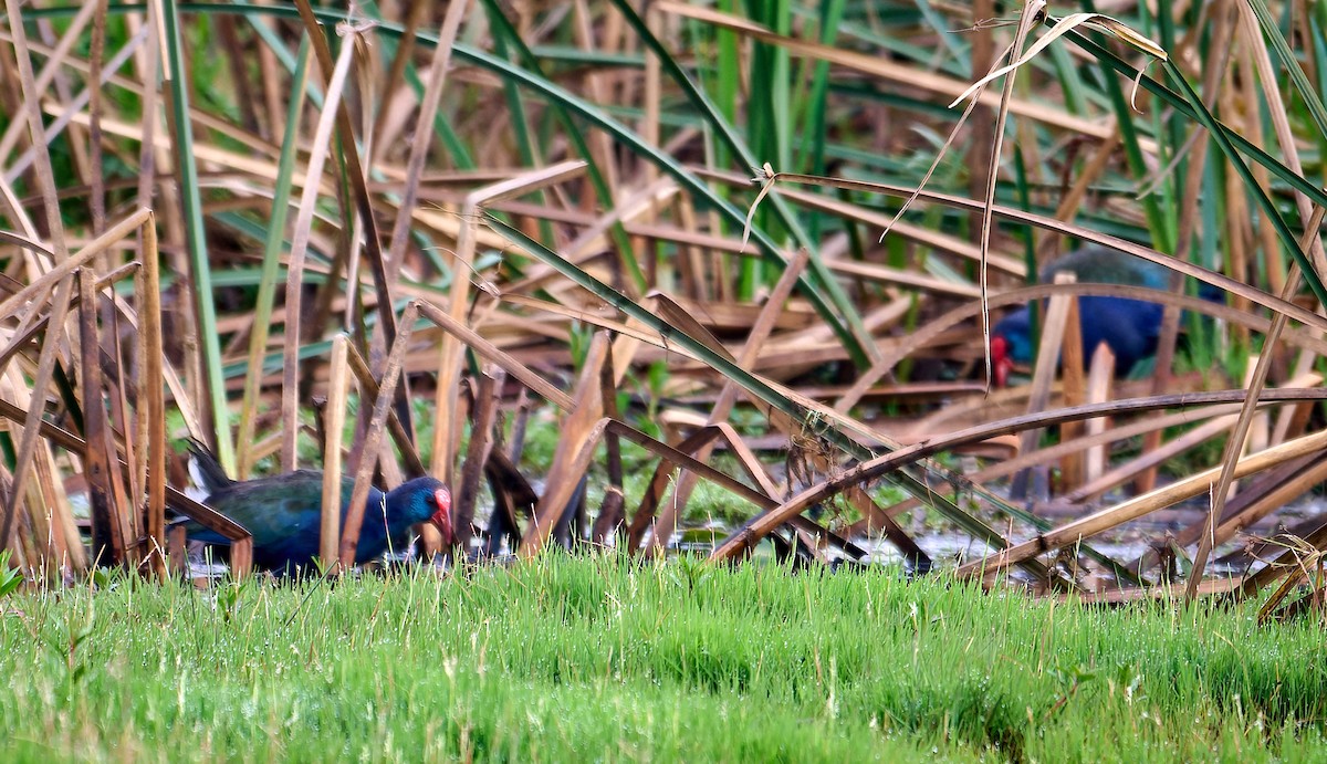 Султанка зеленоспинна - ML647562496