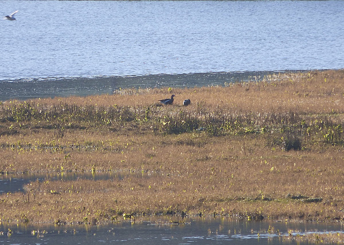 Казарка червоновола - ML647562497